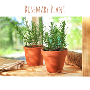 Fragrant flowers- rosemary