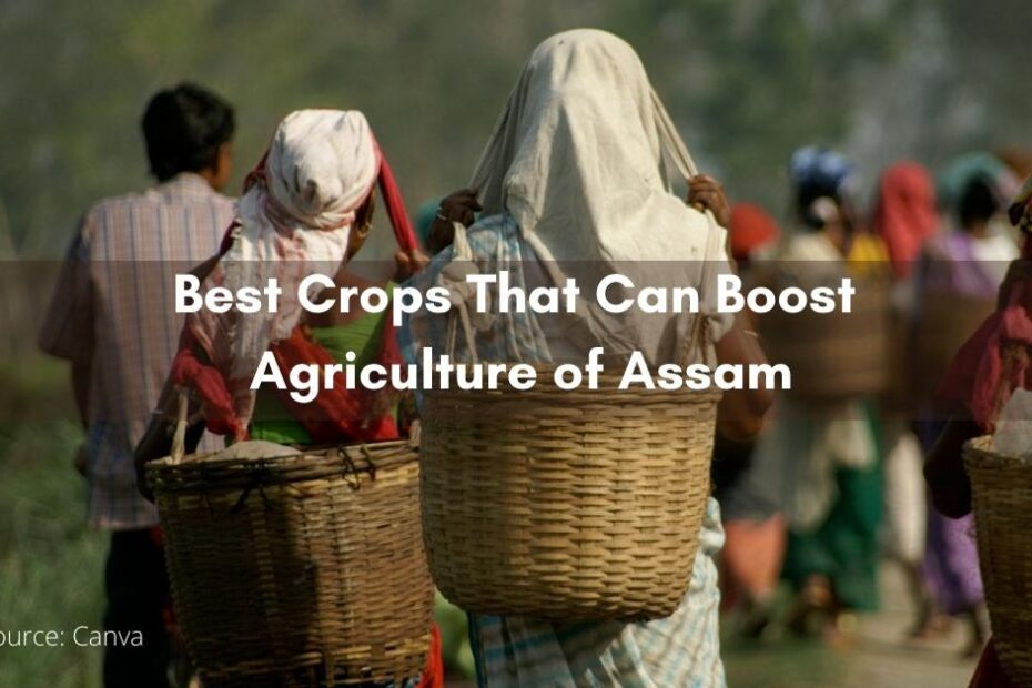 10 Best Crops That Can Boost Agriculture of Assam