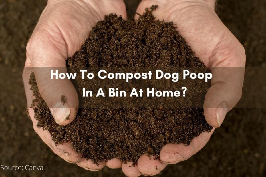 How To Compost Dog Poop Or Waste In A Bin At Home?Gardenchee