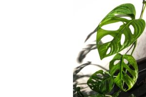 Monstera Obliqua- Monstera Varieties