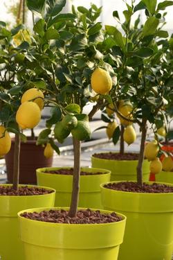 grow lemon in a pot