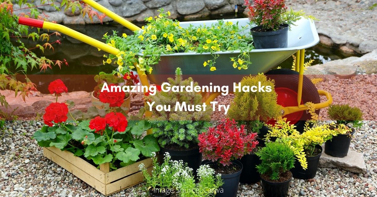 8 Amazing Gardening Ideas You Must Try