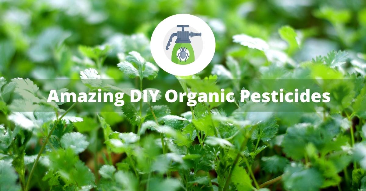11 Amazing Organic Pesticides For House Plants | DIY Ideas