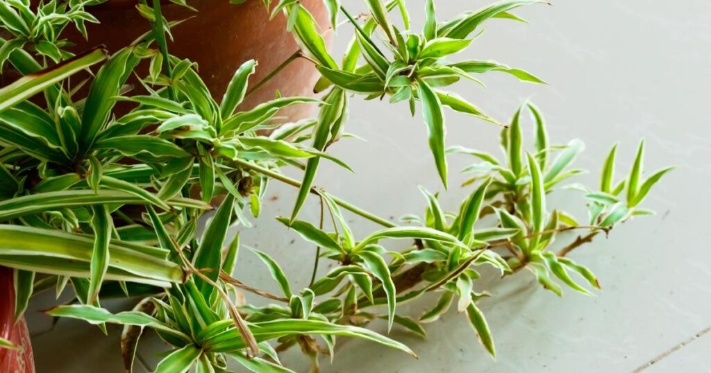 Spider Plant Babies Propagation - Spider Plant Caring