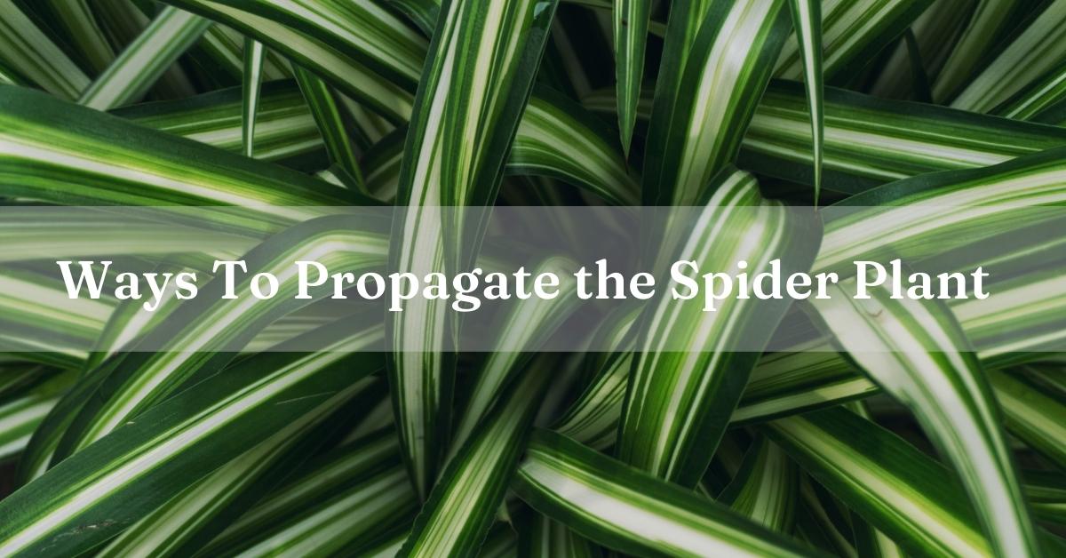 propagate spider plant