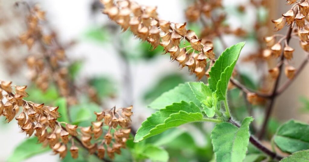 tulsi seeds in dry flower