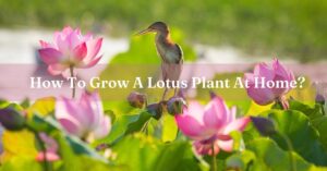 how to grow lotus at home