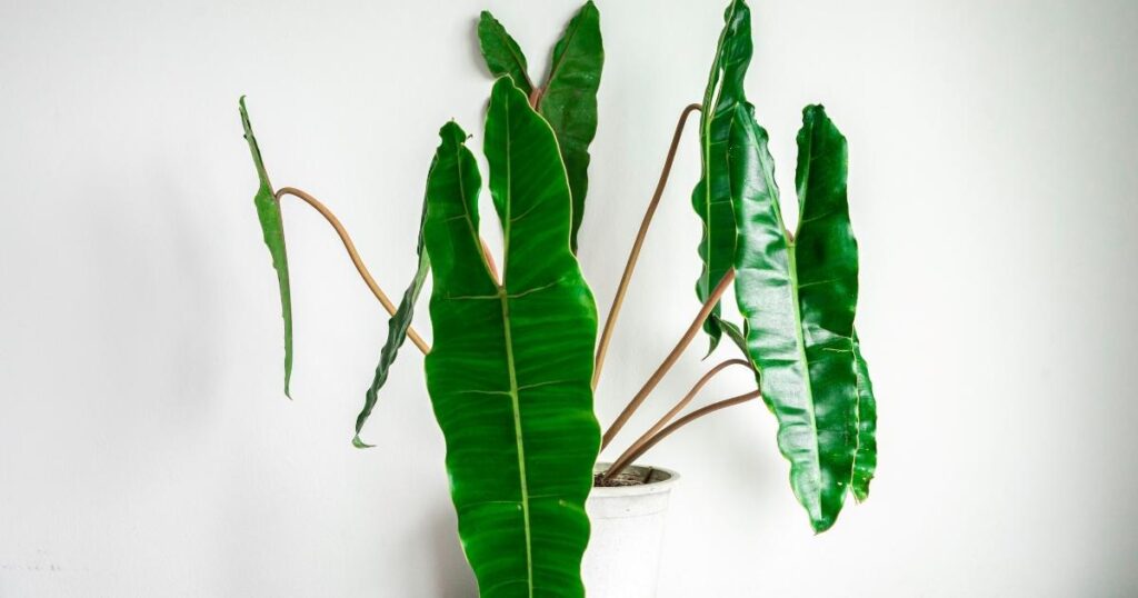 Philodendron Billietiae- philodendron types