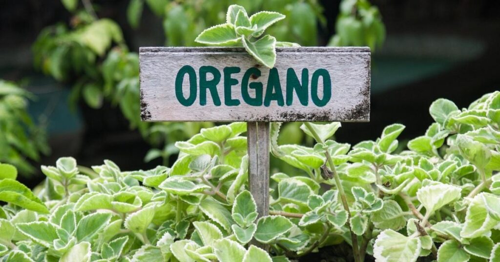 Oregano herb garden