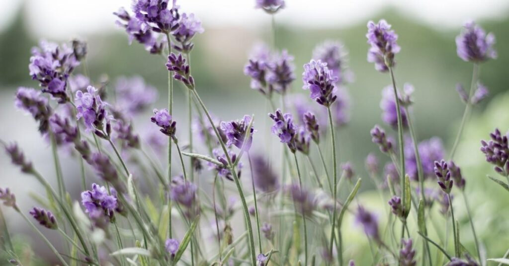 lavender flower herb garden