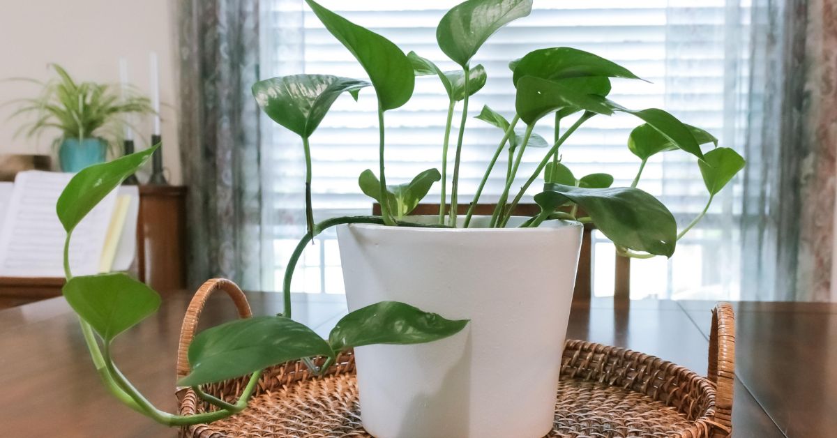 Pothos plant in a white pot on a bamboo table